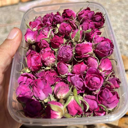 غنچه گل محمدی
